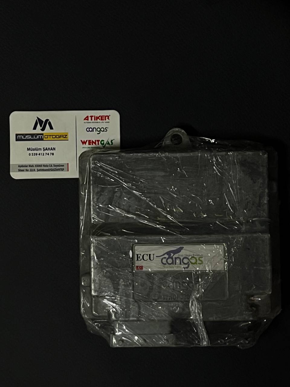 Cangas Ecu Beyni (Çıkma)